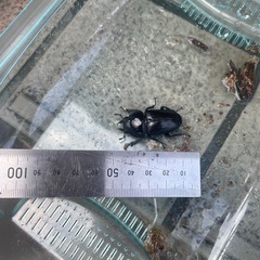 オオクワガタ　メス１匹の画像
