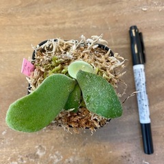 【観葉植物】商談中　ビカクシダ ベイチーレモイネイ　❷番 (P. veitchii cv Lemoinei)の画像