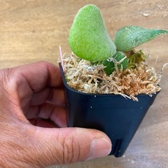 【観葉植物】商談中　ビカクシダ ベイチーレモイネイ　❷番 (P. veitchii cv Lemoinei)の画像