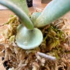 【観葉植物】商談中　ビカクシダ ベイチーレモイネイ　❷番 (P. veitchii cv Lemoinei)の画像