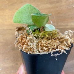 【観葉植物】商談中　ビカクシダ ベイチーレモイネイ　❷番 (P. veitchii cv Lemoinei)の画像