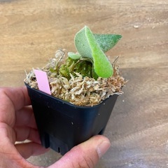 【観葉植物】商談中　ビカクシダ ベイチーレモイネイ　❷番 (P. veitchii cv Lemoinei)の画像