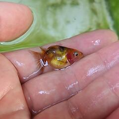 金魚　オランダ系　稚魚セットの画像