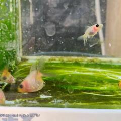 金魚　オランダ系　稚魚セットの画像
