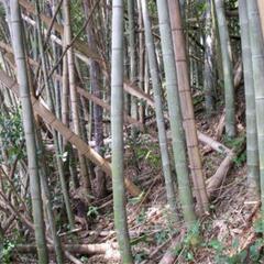 ⑪山の竹　無料ですの画像
