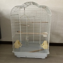 【決まりました】大型バードゲージホワイトの画像