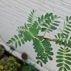 《お値下げ中》水生植物・水草『オオバミズオジギソウ1株鉢ごと』の画像