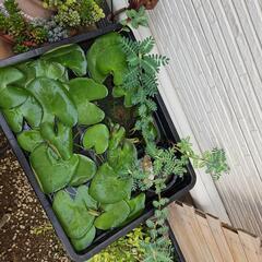 《お値下げ中》水生植物・水草『オオバミズオジギソウ1株鉢ごと』の画像