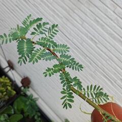 《お値下げ中》水生植物・水草『オオバミズオジギソウ1株鉢ごと』の画像