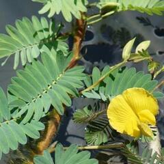 《お値下げ中》水生植物・水草『オオバミズオジギソウ1株鉢ごと』の画像