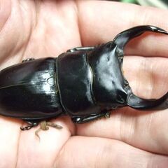 奈良県産オオクワガタ F1 ♂69.7ミリ ♀44.5ミリ ペアの画像