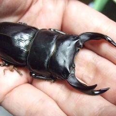 奈良県産オオクワガタ F1 ♂69.7ミリ ♀44.5ミリ ペアの画像