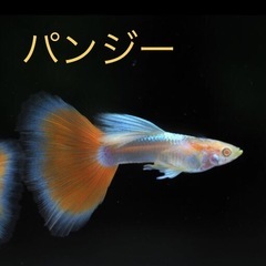 【国産】RREAアクママリン(トパーズ・パンジー)グッピー「２ペア」　おまけ付（水草エビ）の画像