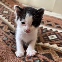 （代理投稿）　子猫里親募集🐱一旦募集ストップします。