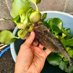 【浮草／水草】ホテイアオイ（ホテイソウ）６株以上の画像