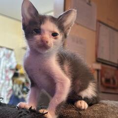 子猫の里親様急募!!