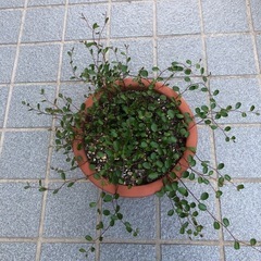 観葉植物・ワイヤープランツの画像