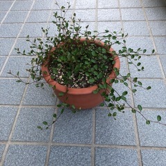 観葉植物・ワイヤープランツの画像