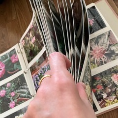 自宅､お庭のお花たち【写真】の画像