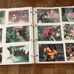 自宅､お庭のお花たち【写真】の画像