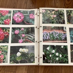 自宅､お庭のお花たち【写真】の画像