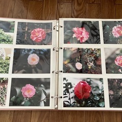 自宅､お庭のお花たち【写真】