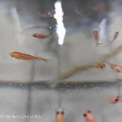 五色和金×コメット　　金魚　稚魚の画像