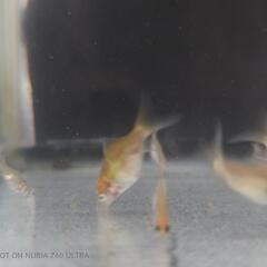 五色和金×コメット　　金魚　稚魚の画像