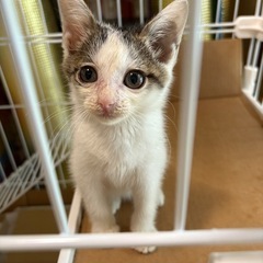子猫の里親さん募集♪（7/12からトライアル開始）