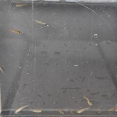 五式タイプR アースアイ メダカ 幼魚10匹 800円 ②の画像