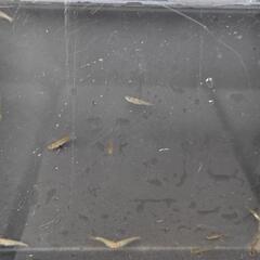 五式タイプR アースアイ メダカ 幼魚10匹 800円 ②の画像
