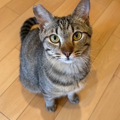 人慣れバッチリ！イケ猫！