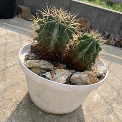 王冠竜の画像