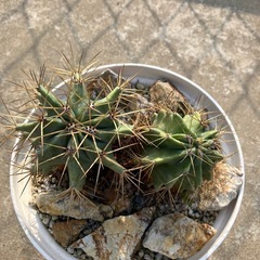 王冠竜の画像