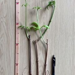 オオバナアリアケカズラ 苗木3本の画像