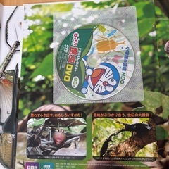 昆虫　（小学館の図鑑 NEO）の画像