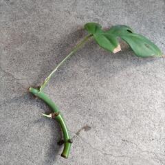 観葉植物 ヒメモンステラ 新芽ありの画像