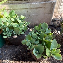 多肉植物と籠の画像