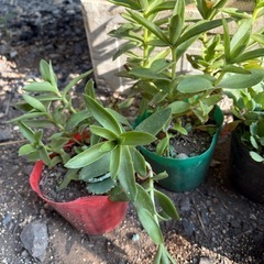 多肉植物と籠の画像