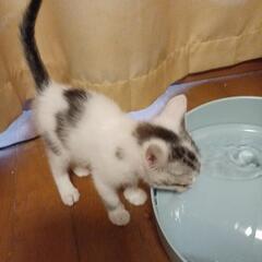 子猫 里親募集