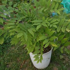 藤の木　鉢植えの画像
