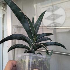 観葉植物 サンスベリア ロブスタブルーの画像