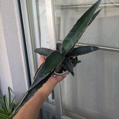 観葉植物 サンスベリア ロブスタブルーの画像