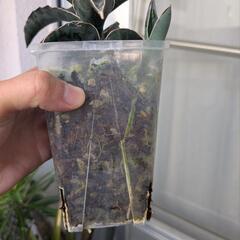観葉植物 サンスベリア ロブスタブルーの画像