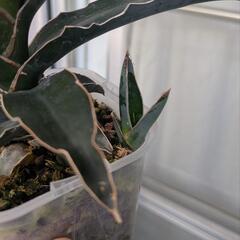 観葉植物 サンスベリア ロブスタブルーの画像