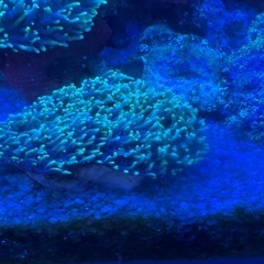 ヘアリーディスクの画像