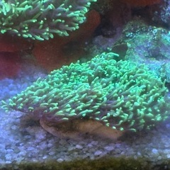 ヘアリーディスクの画像