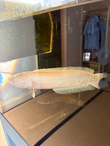 120cm アクリル水槽 セット