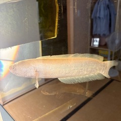 120cm アクリル水槽 セットの画像