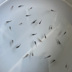 めだか　ミックス③25匹以上 